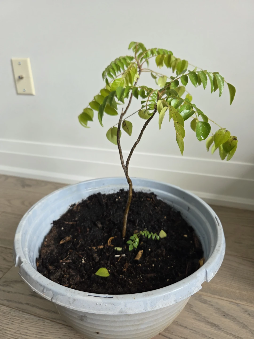 Curry Leaf Plant in Pot
