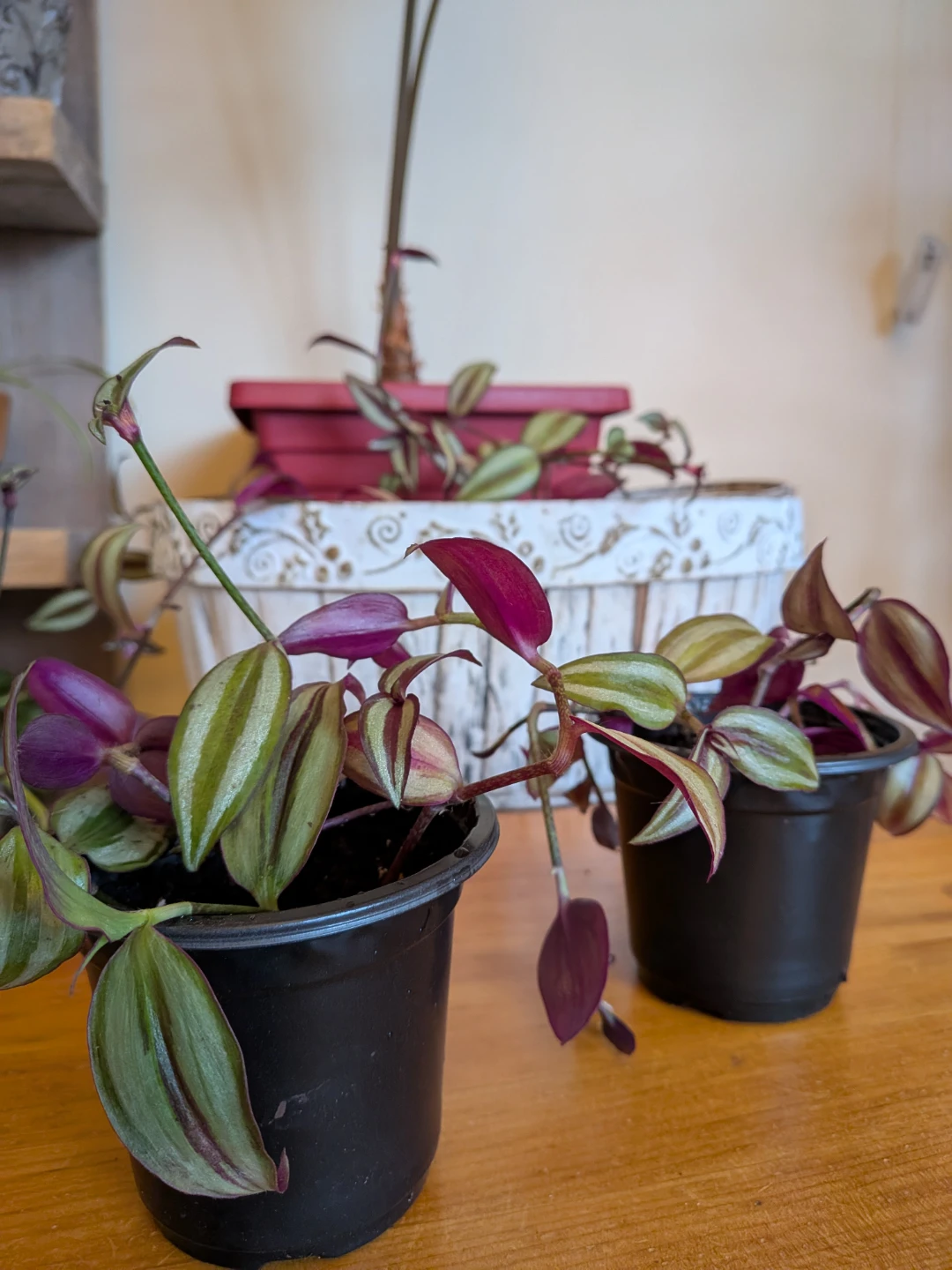 Tradescantia Zebrina/Wandering Jew - photo 2