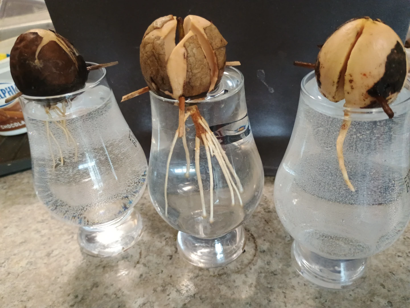 🥕 🌴 Skip the Wait! Healthy Fresh Sprouted Avocado Tree Starts - photo 2