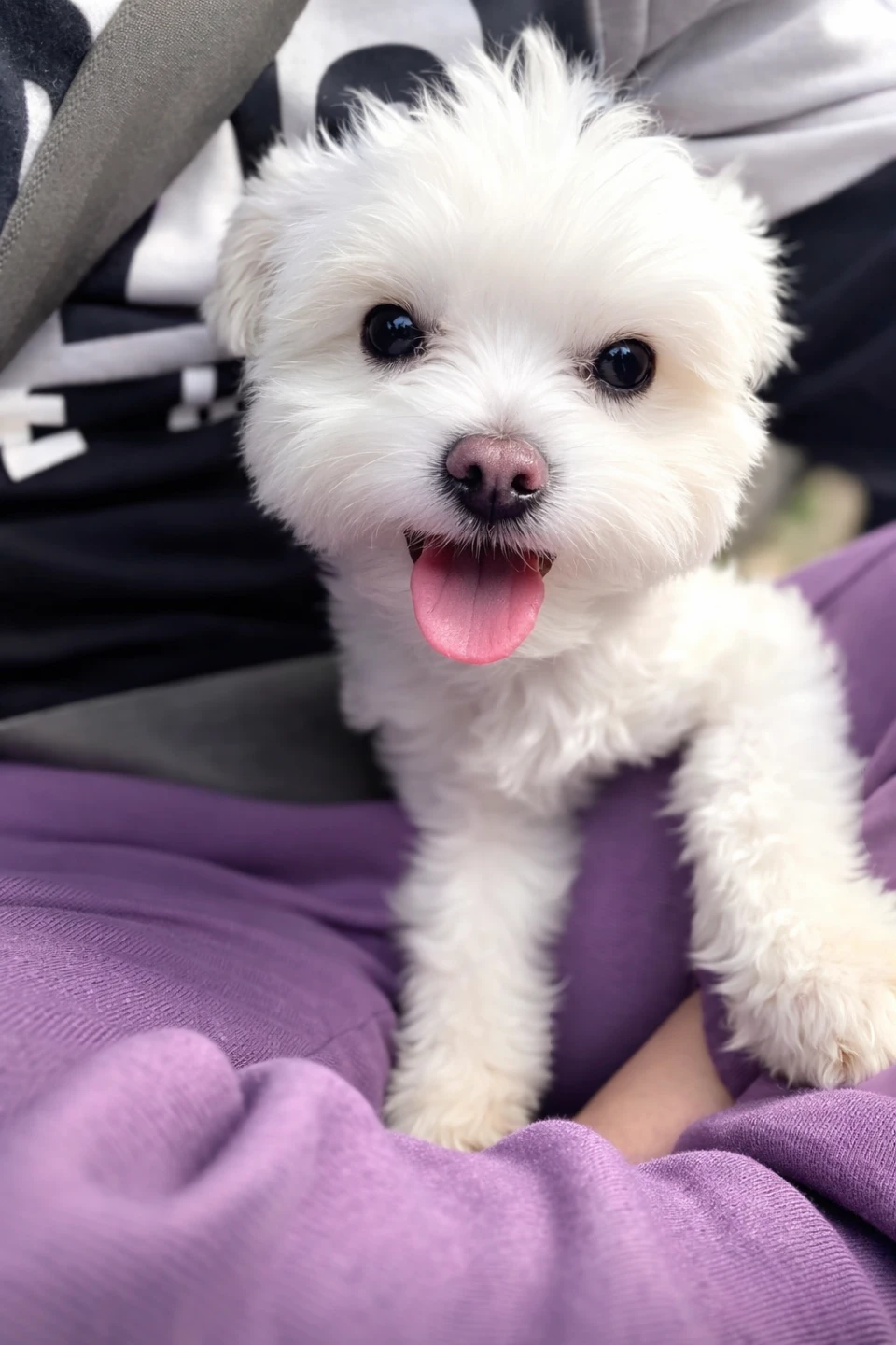 Small Purebred Maltese stud service available