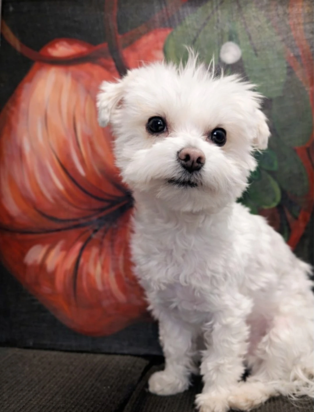Small Purebred Maltese stud service available - photo 2