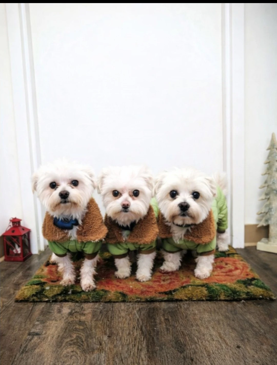 Small Purebred Maltese stud service available - photo 3