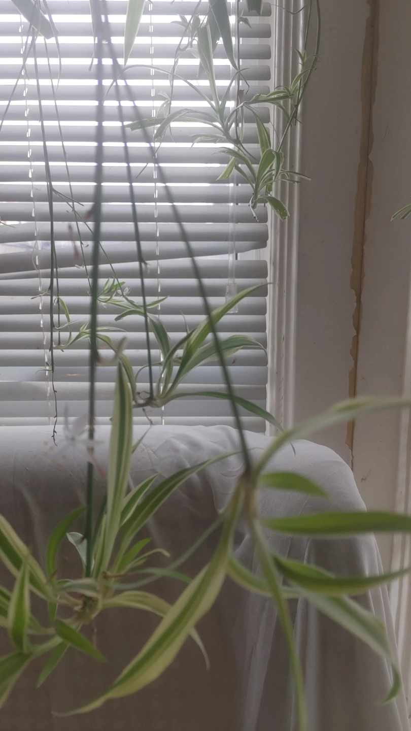 Spider Plant Babies