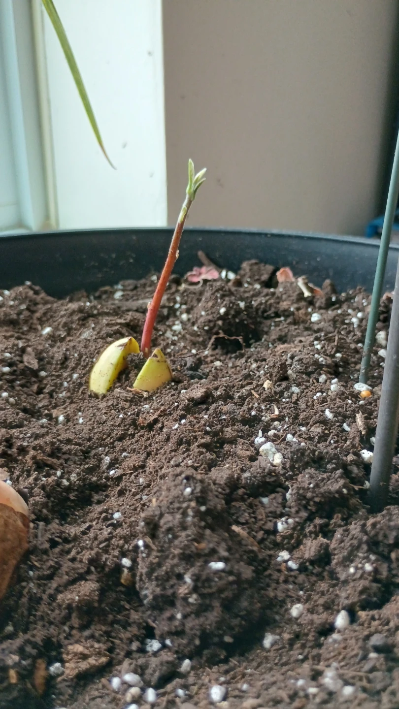 🥕 🌴 Skip the Wait! Healthy Fresh Sprouted Avocado Tree Starts - photo 4