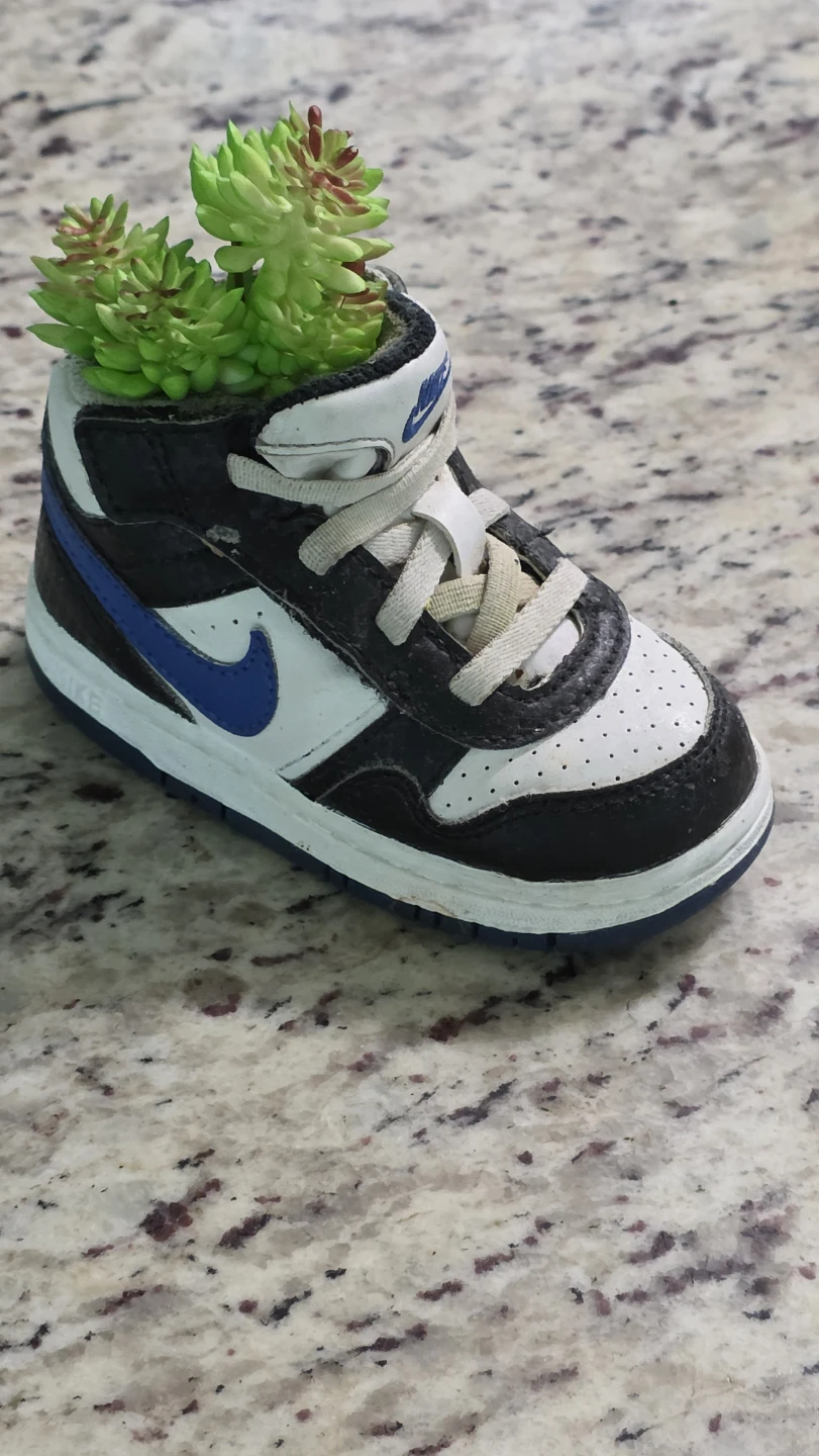 Nike Sneaker Planter with Succulents