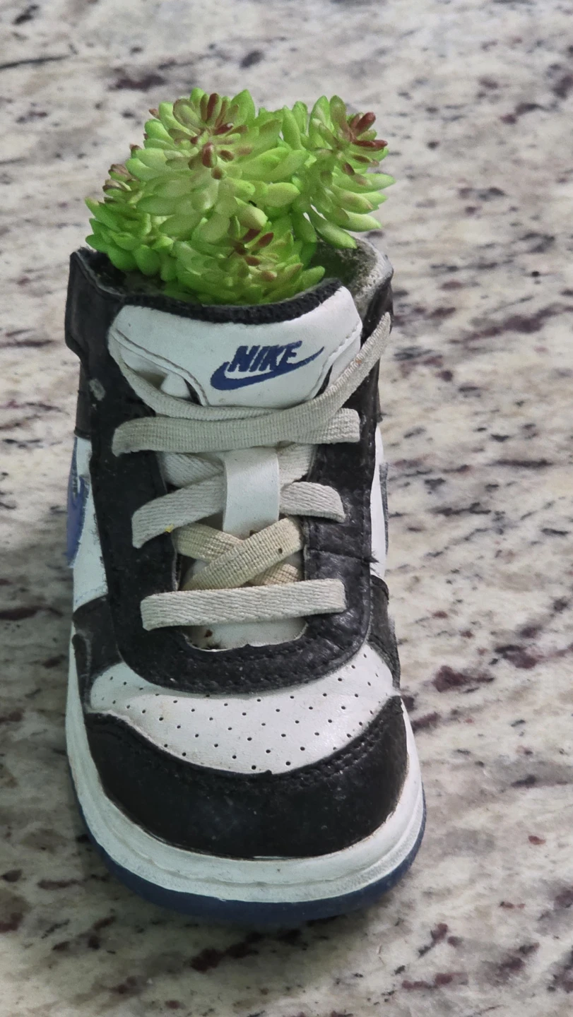 Nike Sneaker Planter with Succulents - photo 2