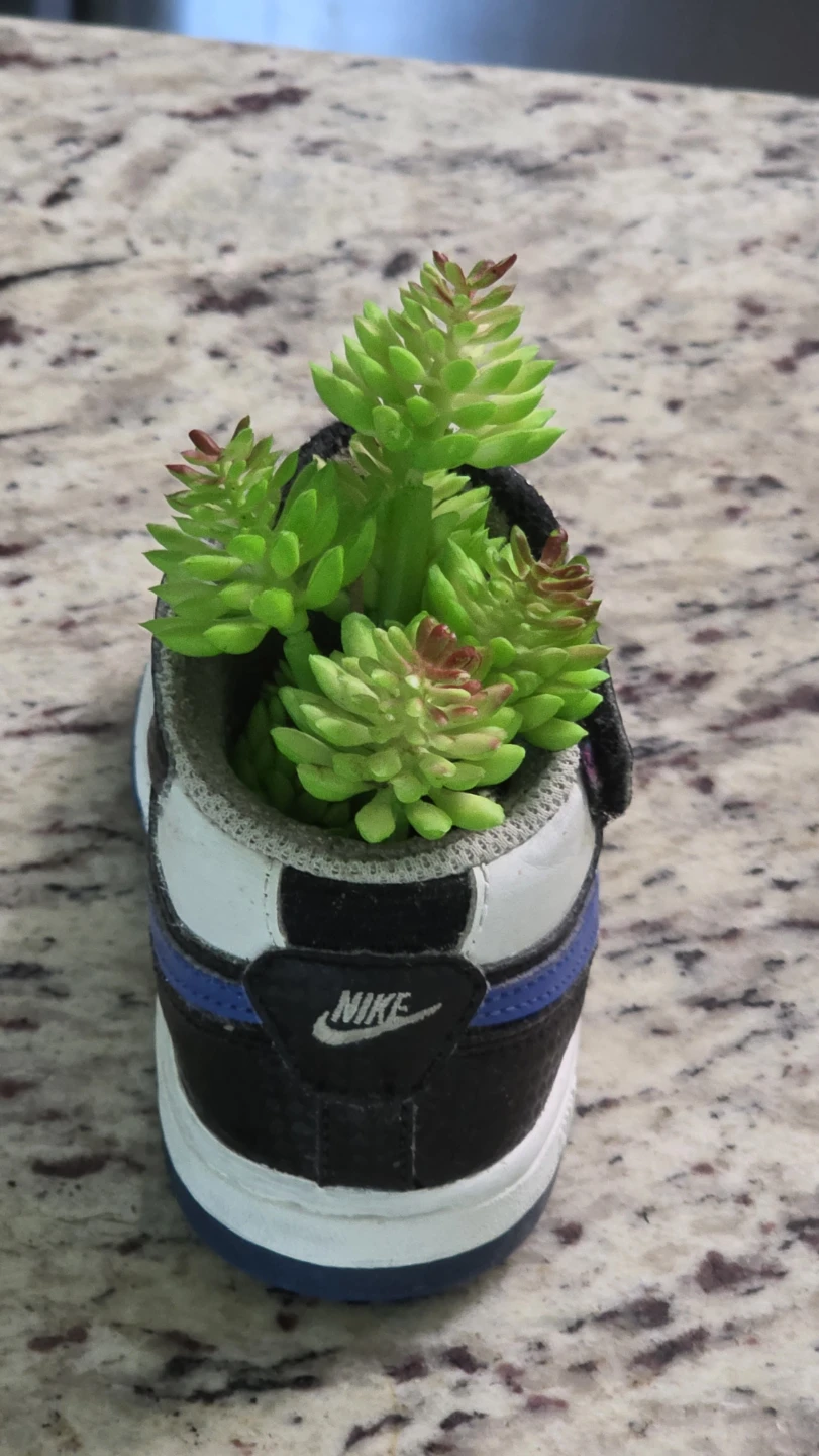 Nike Sneaker Planter with Succulents - photo 3