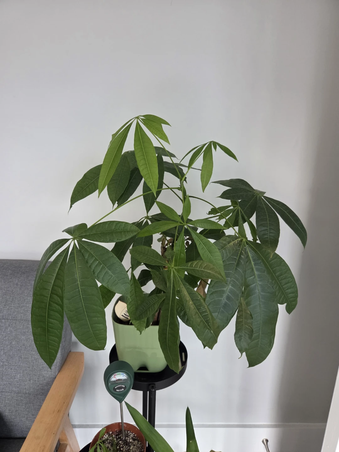 Money Tree Plant