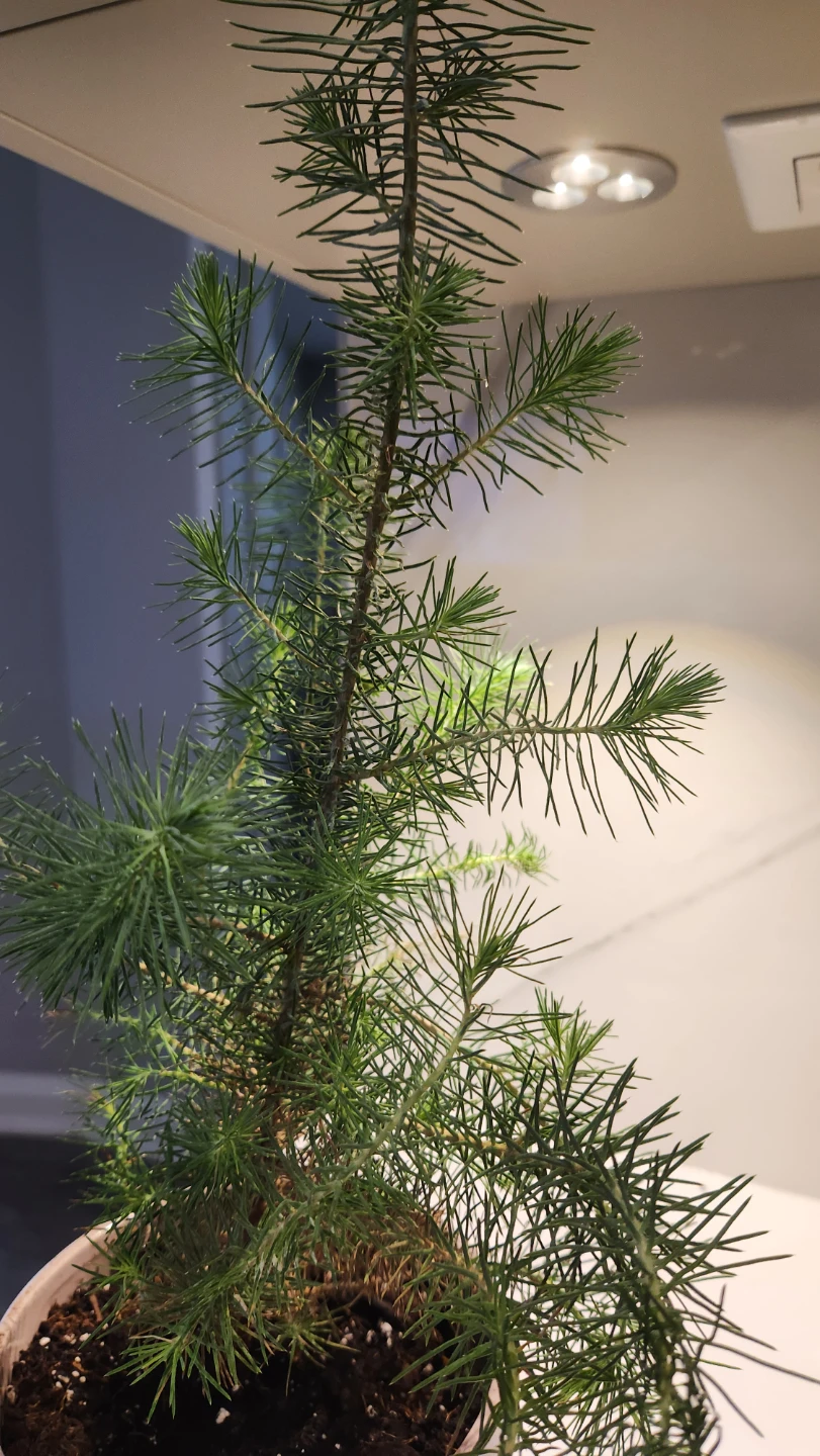 Italian stone pine tree plants  in beautiful pots