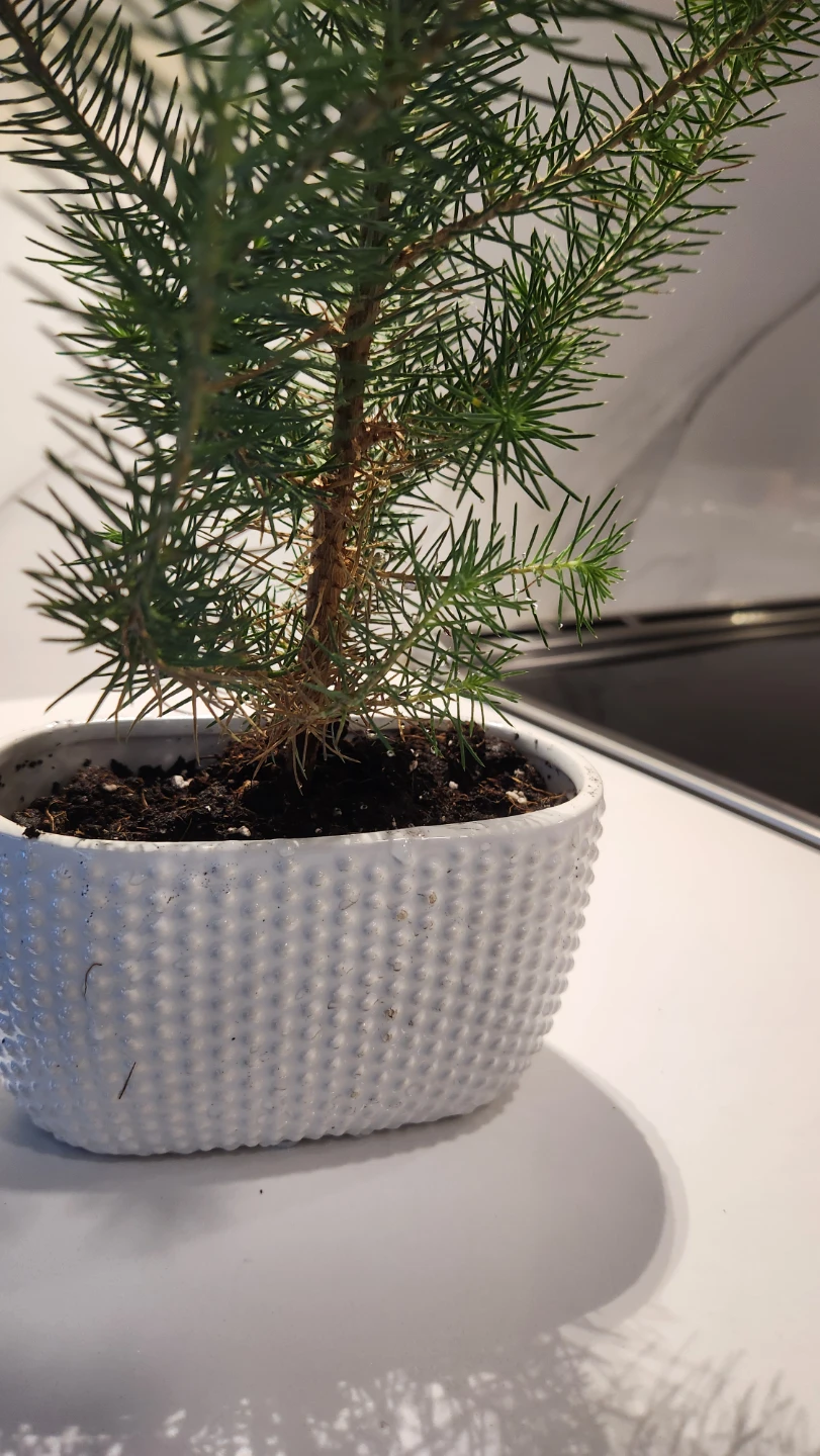 Italian stone pine tree plants  in beautiful pots - photo 2