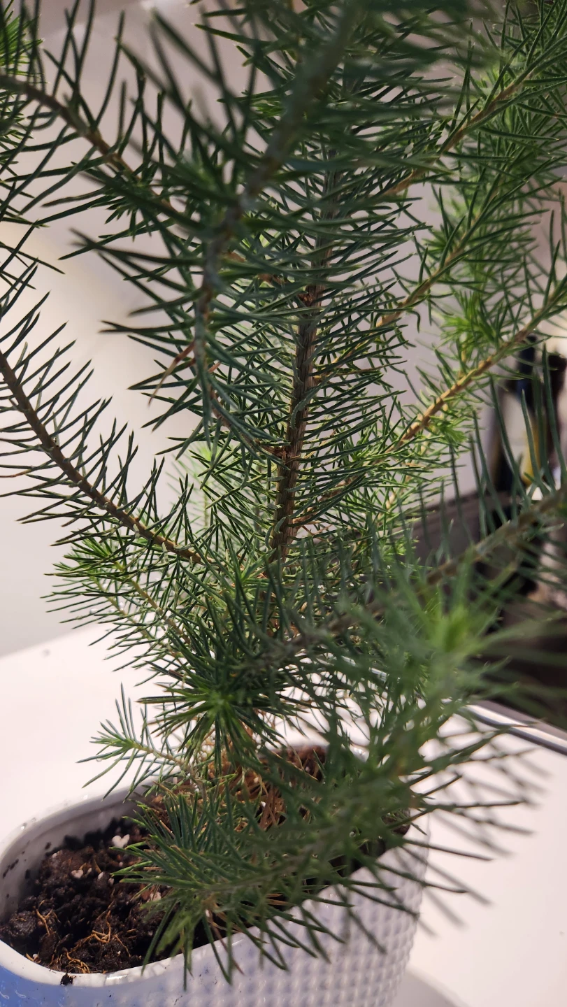 Italian stone pine tree plants  in beautiful pots - photo 3