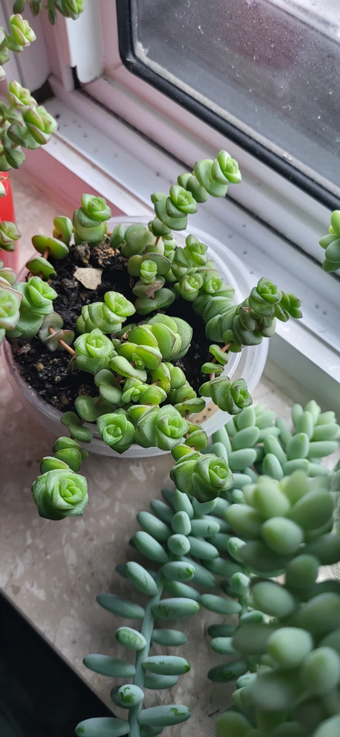 Crassula perforata - photo 5