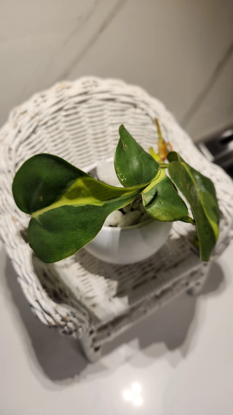 Mini Wicker Chair Planter with Pothos – $9 🌿🪑 - photo 2