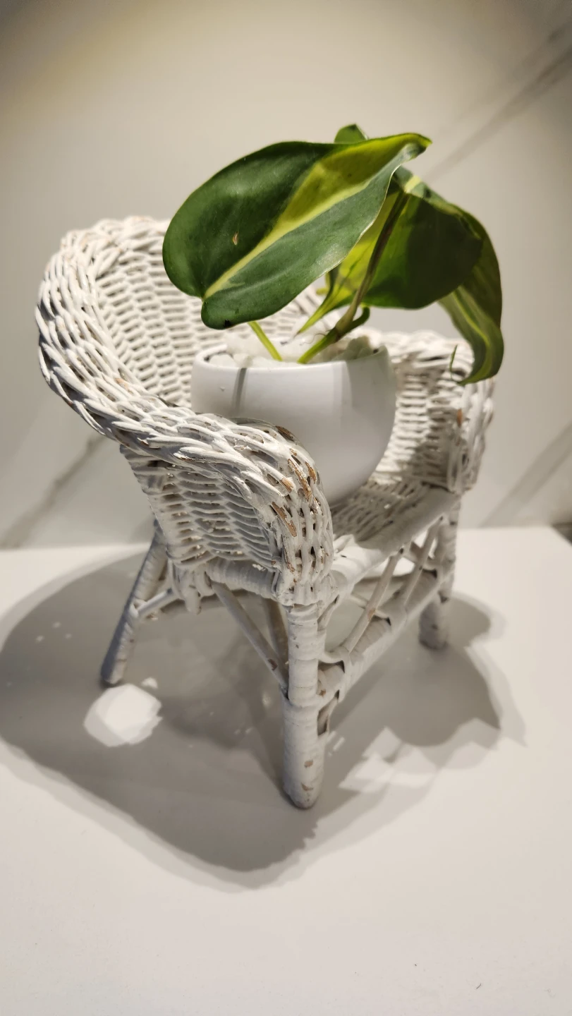 Mini Wicker Chair Planter with Pothos – $9 🌿🪑 - photo 3