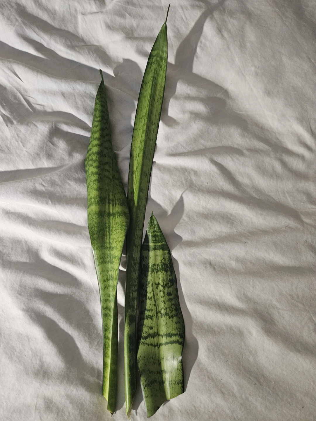 Snake Plant Cuttings 🧡