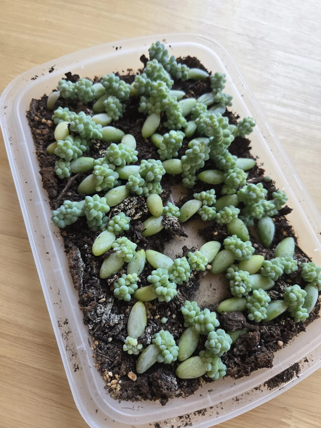 Burro's Tail Succulent Cuttings 🥕