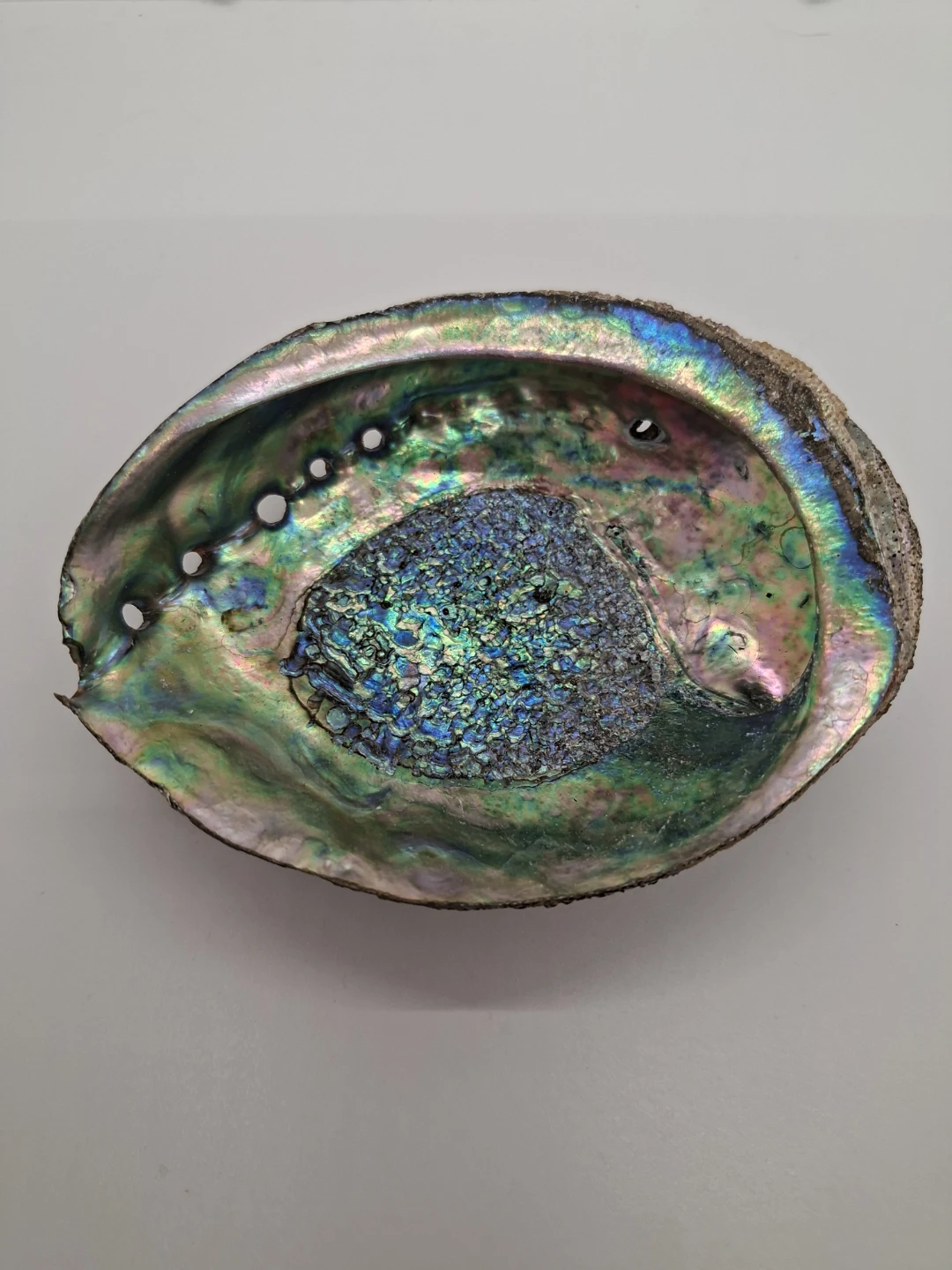 Abalone Shell 6 inch large shell