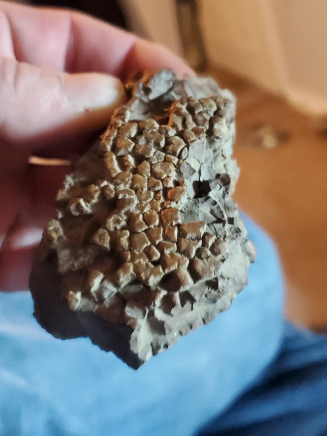 Fossilized specimen - photo 3