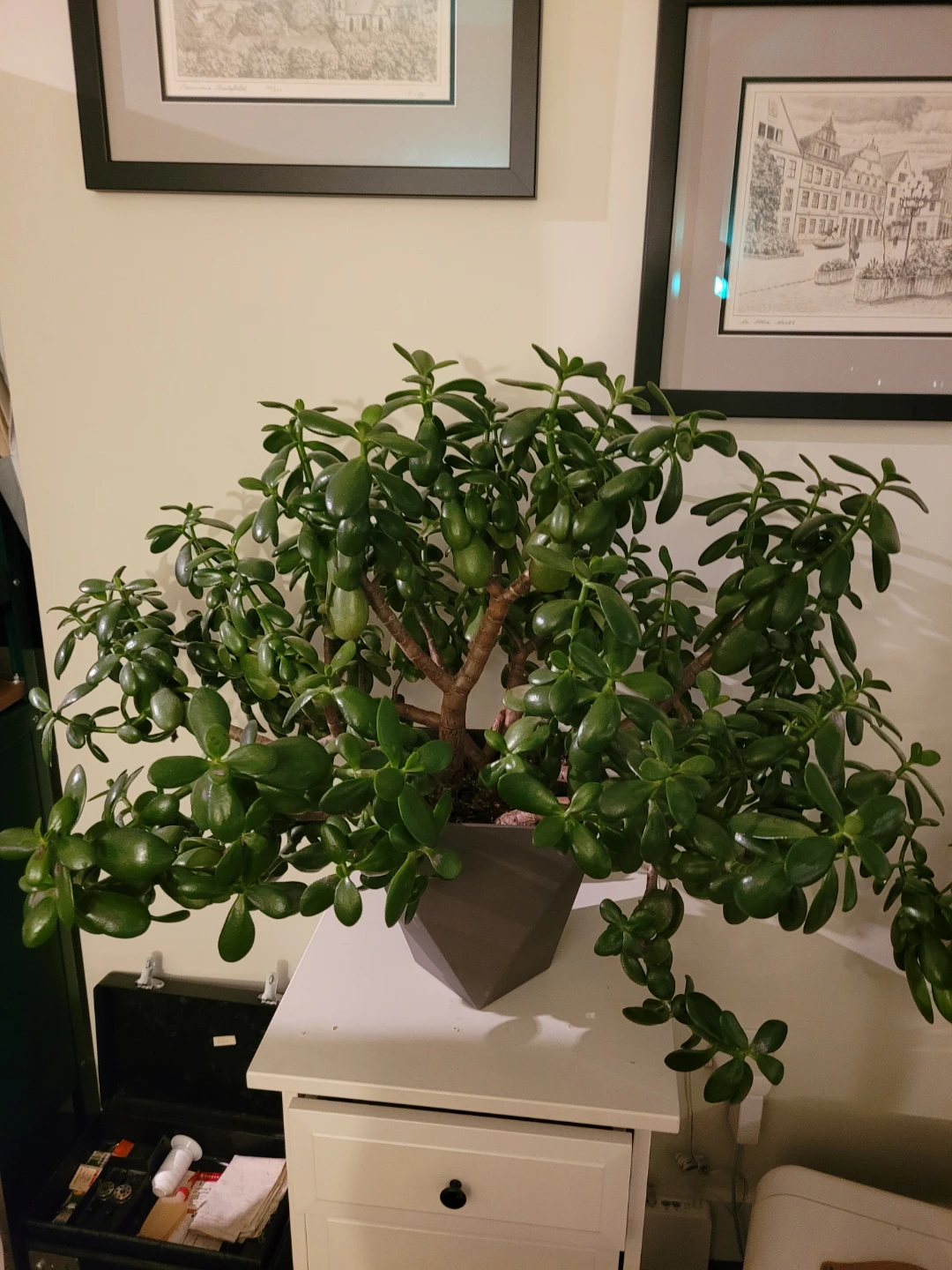 Large Jade Plant in Grey Geometric Pot