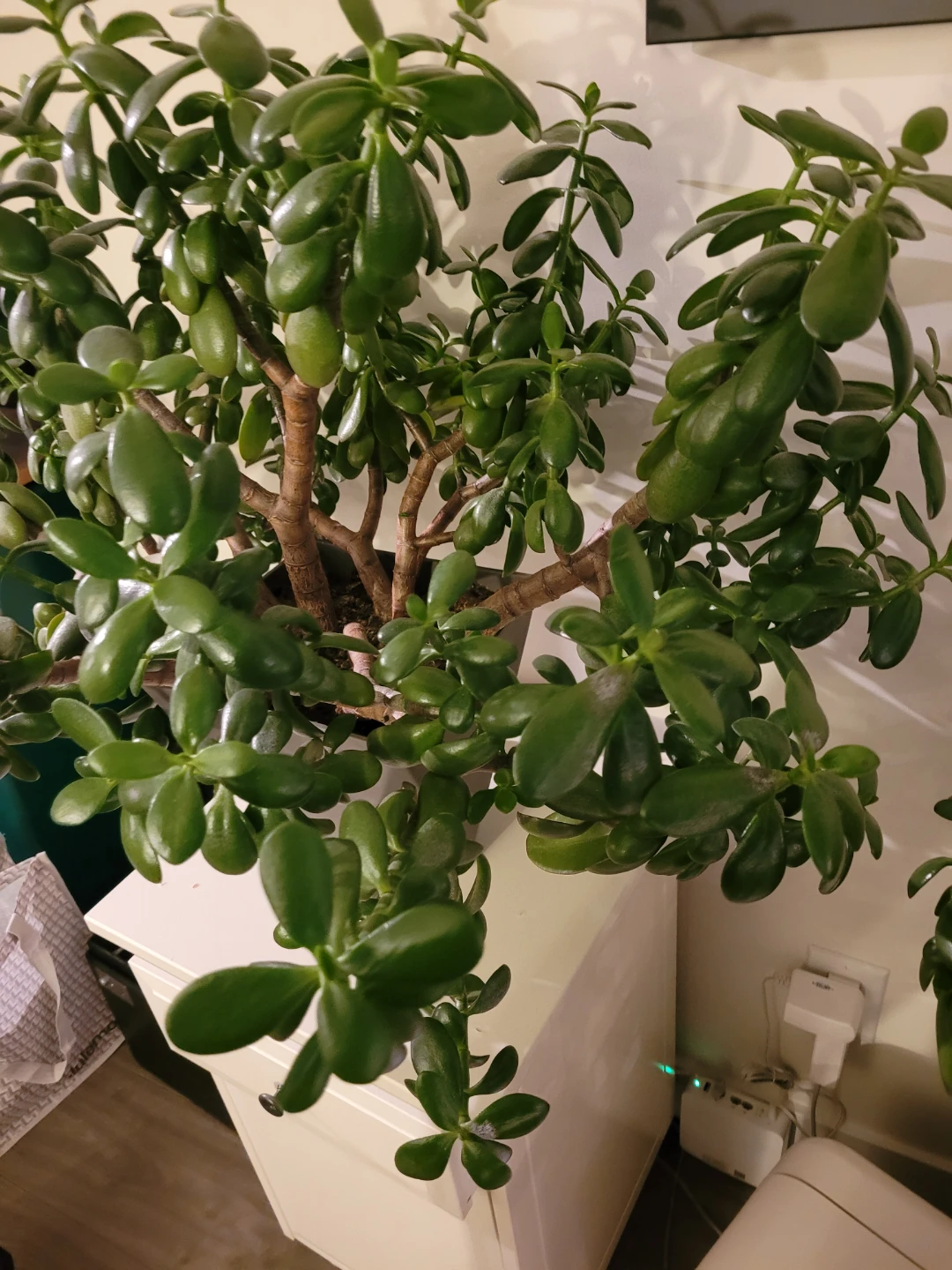 Large Jade Plant in Grey Geometric Pot - photo 3