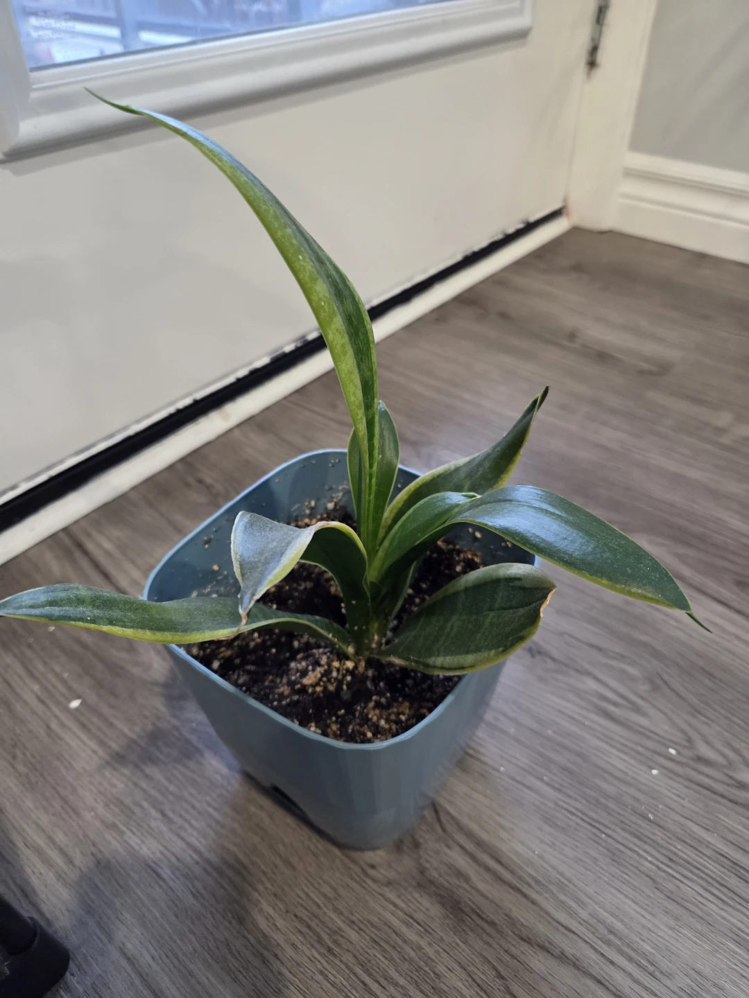 Snake Plant in Blue Pot - photo 4