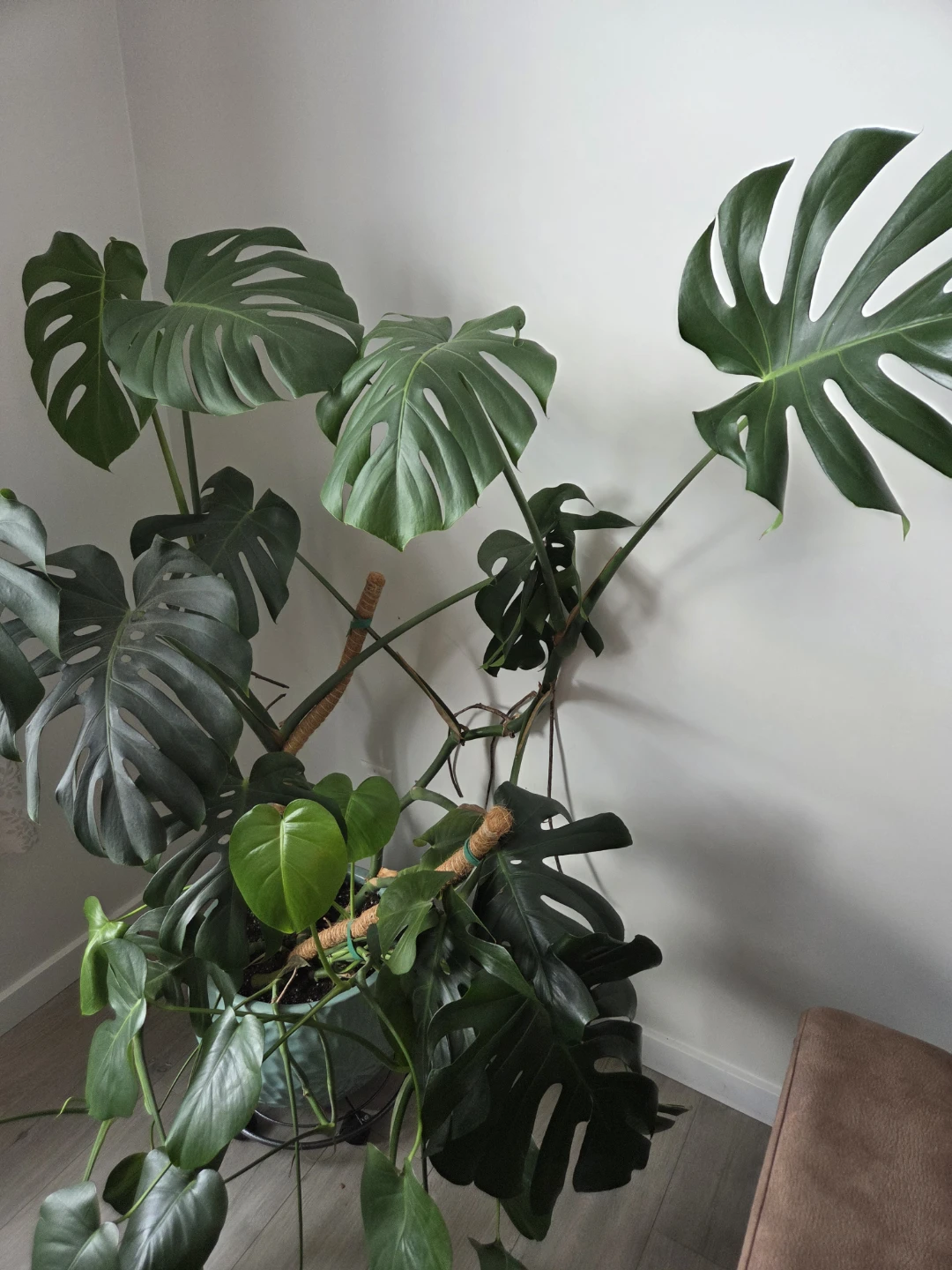 Large Monstera Plant - photo 2