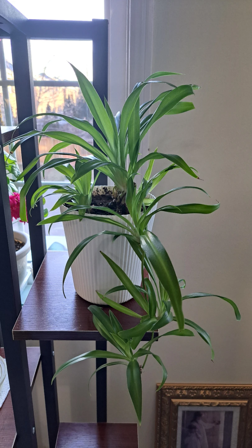 Spider Plant in White Ribbed Pot