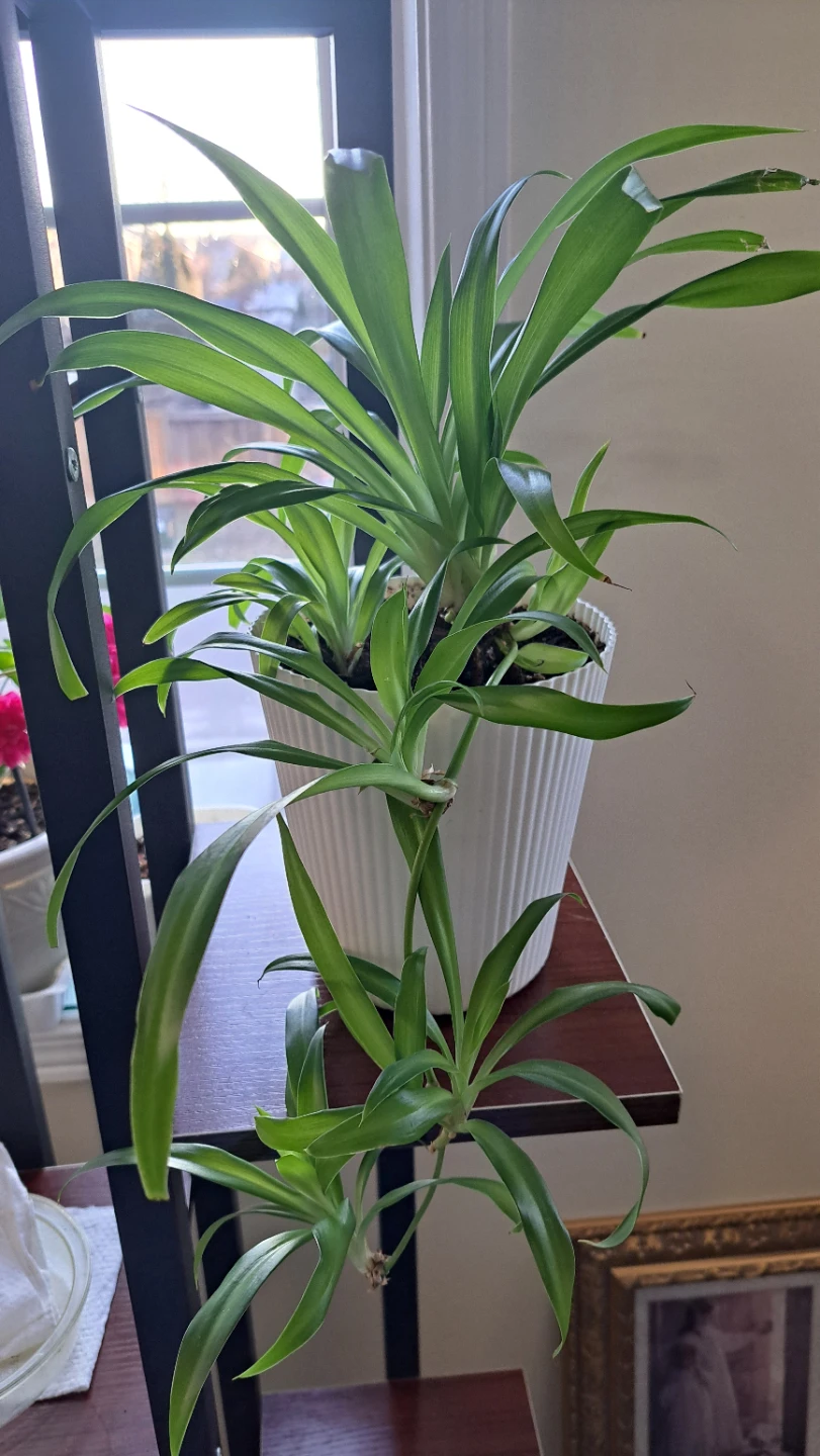 Spider Plant in White Ribbed Pot - photo 2