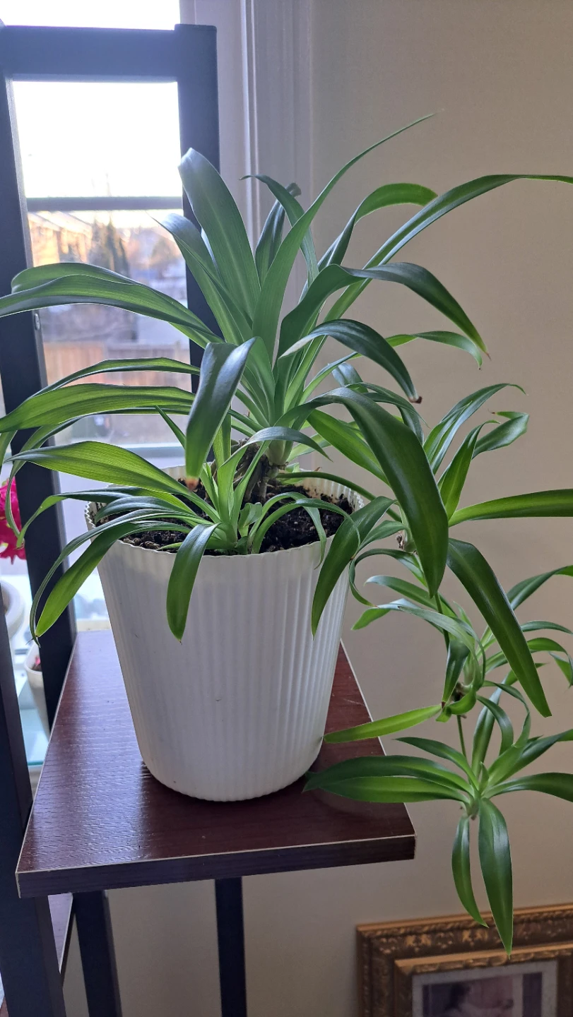 Spider Plant in White Ribbed Pot - photo 3