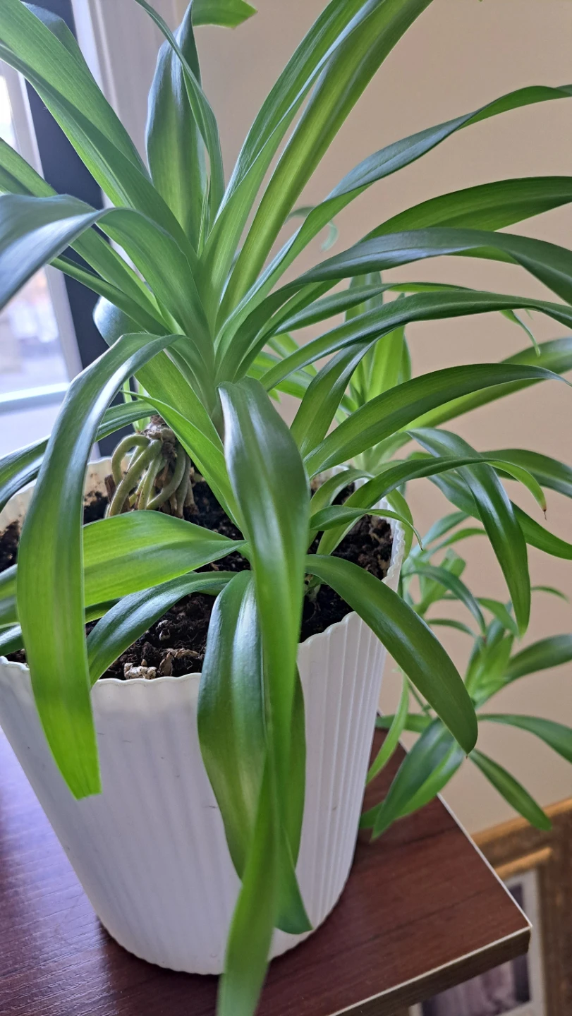 Spider Plant in White Ribbed Pot - photo 4