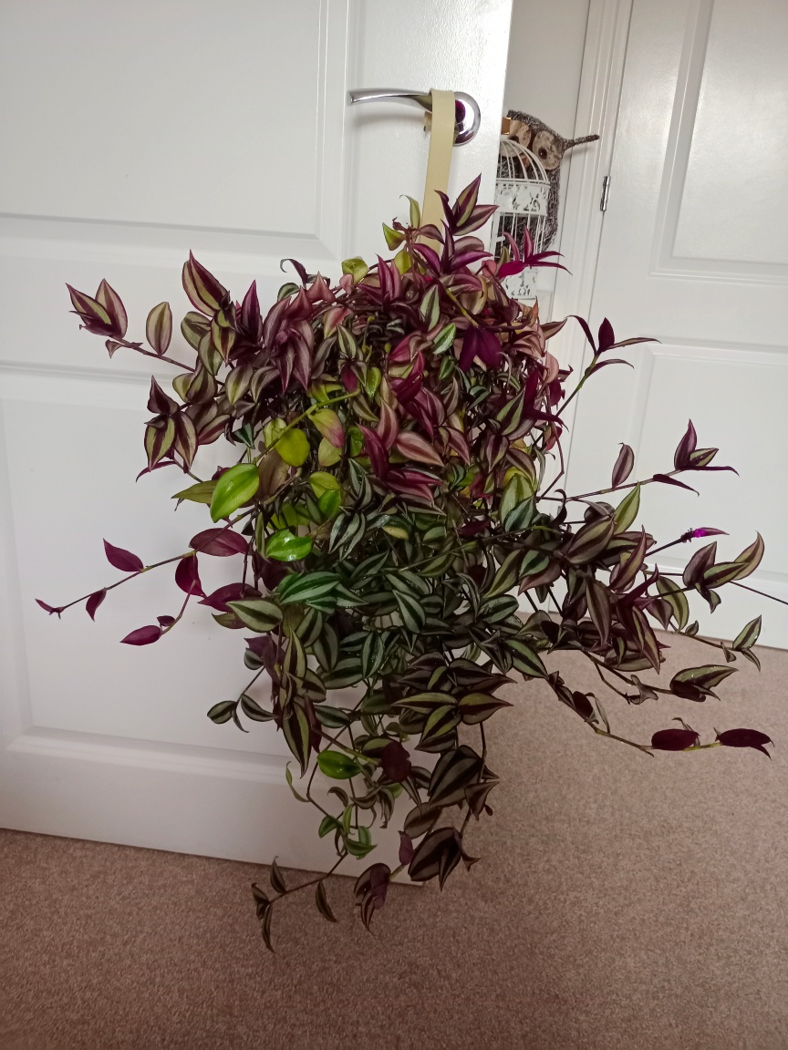 Tradescantia Zebrina Plant