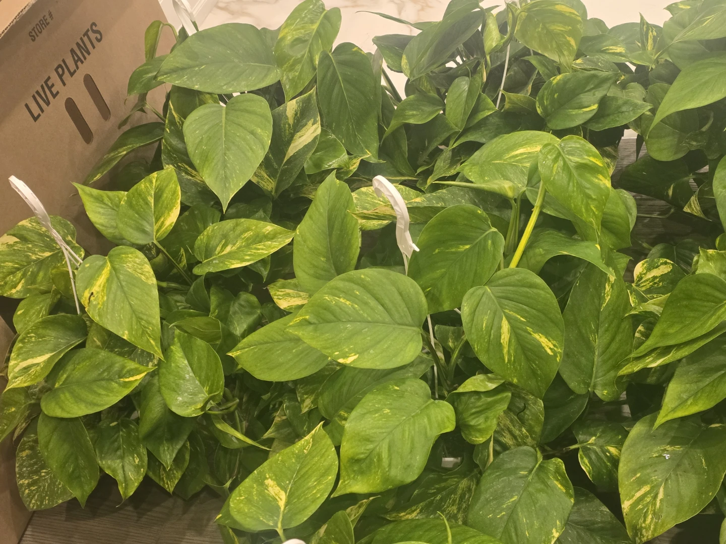 Golden Pothos 8"hanging baskets - photo 3