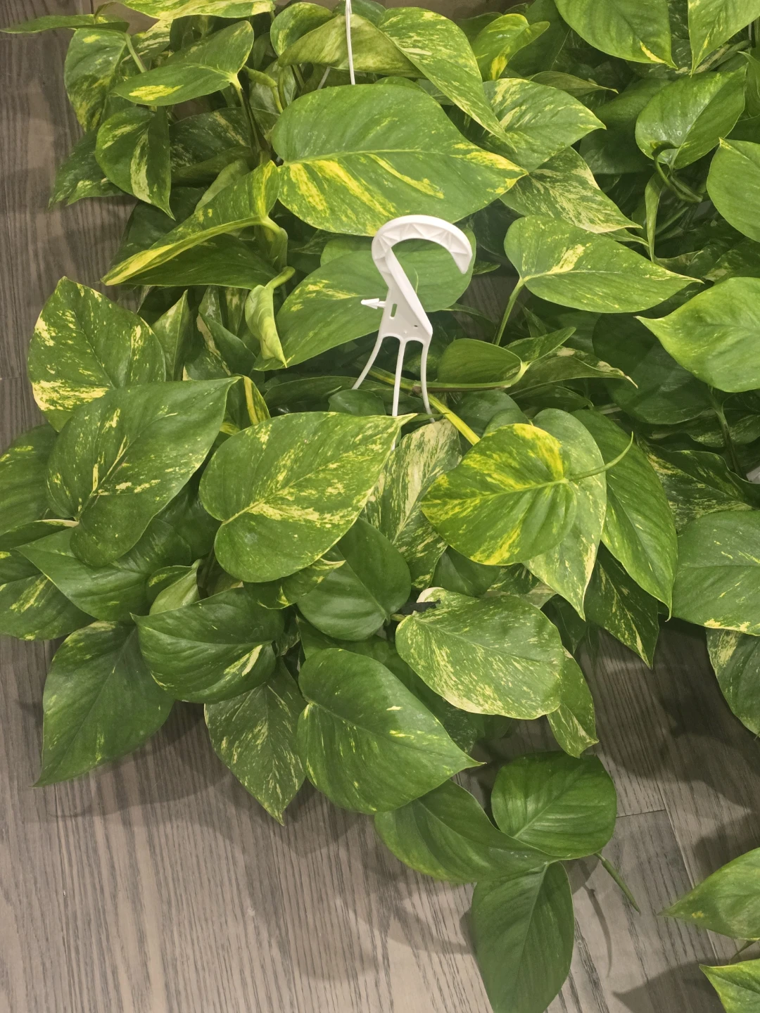 Golden Pothos 8"hanging baskets - photo 4