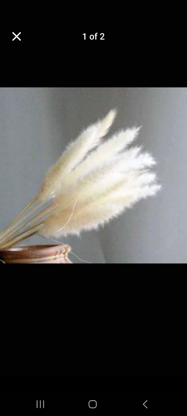 Dried Pampas Grass Stems (Set of 15) - photo 4