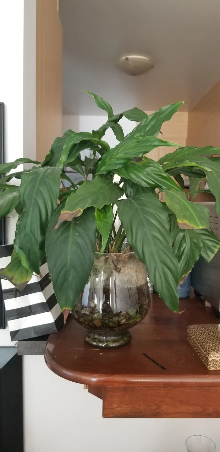 Houseplant in Decorative Glass Vase