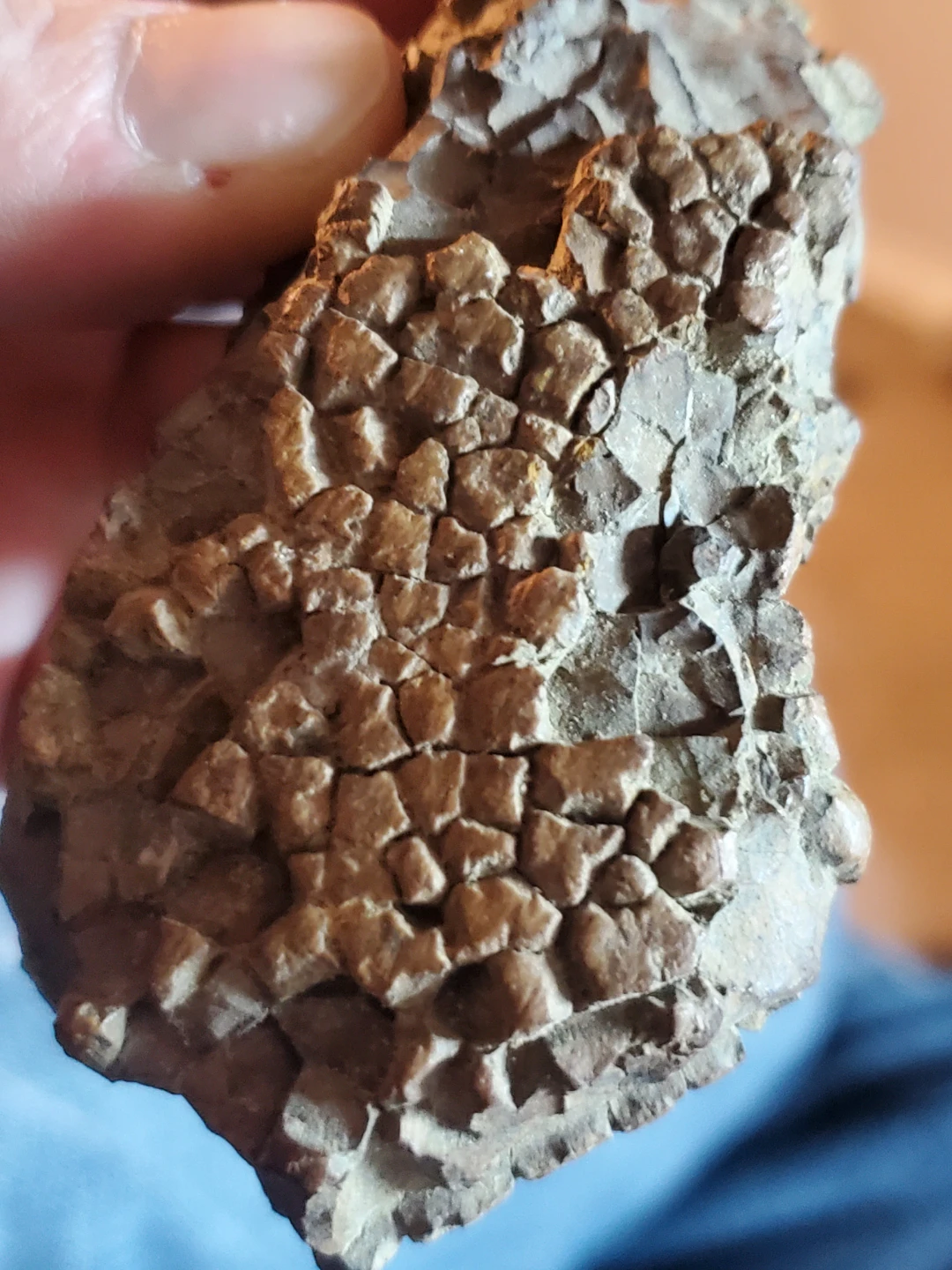 Fossilized specimen