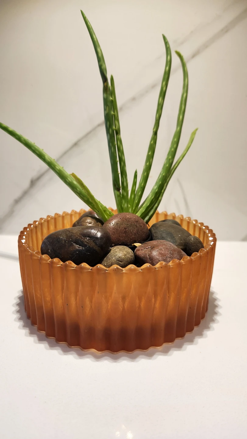 Aloe vera plant in scalloped orange glass planter