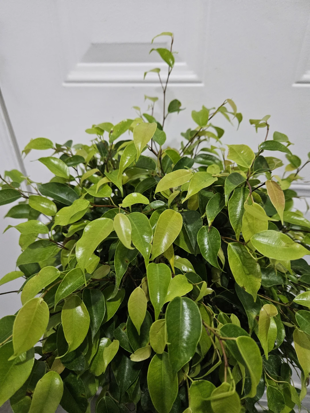 Braided Ficus Tree