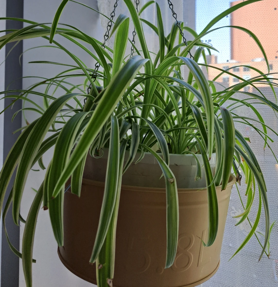 Spider Plant in Hanging Pot