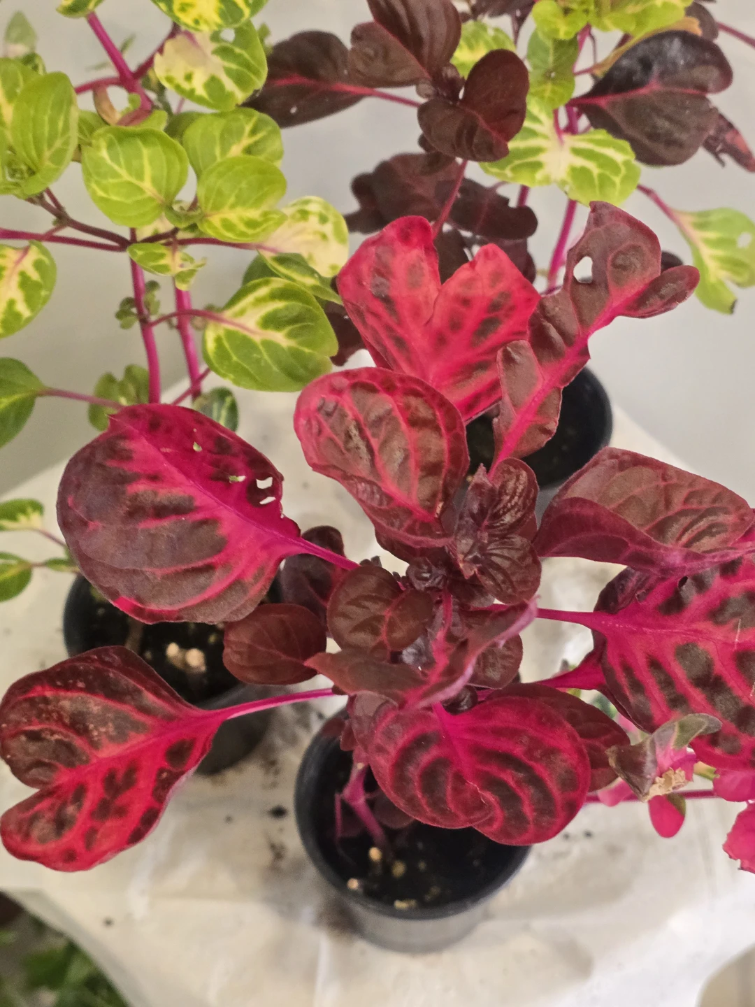Two Iresine Plants - Pink and Variegated - photo 5