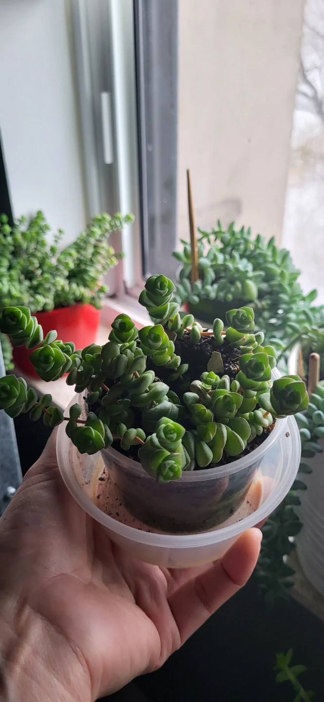 Crassula perforata - photo 2