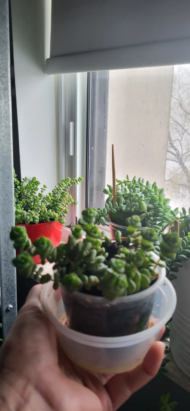 Crassula perforata - photo 3