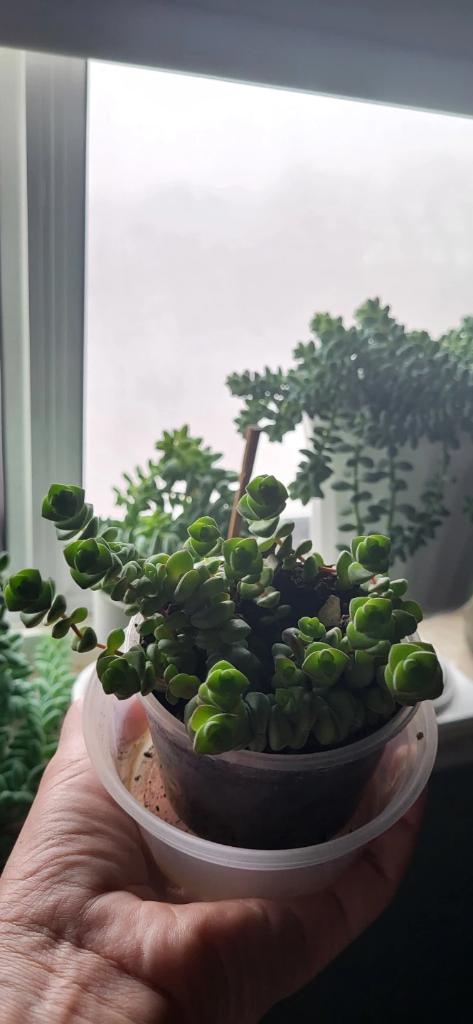 Crassula perforata - photo 4