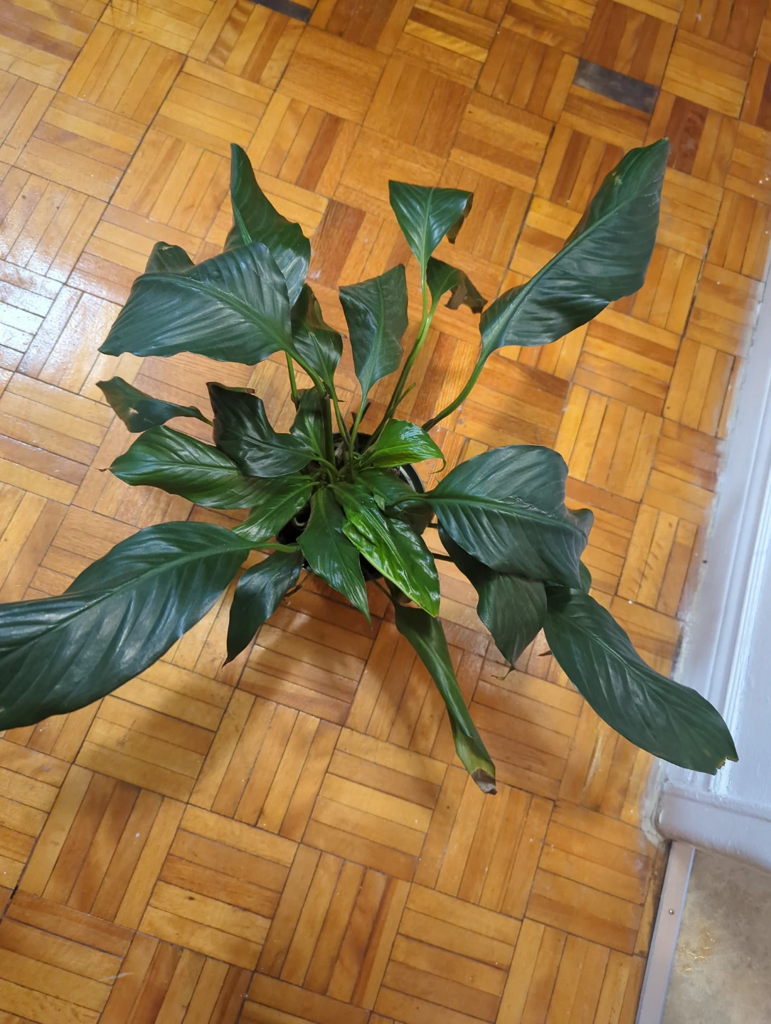 Peace Lily Plant - photo 2