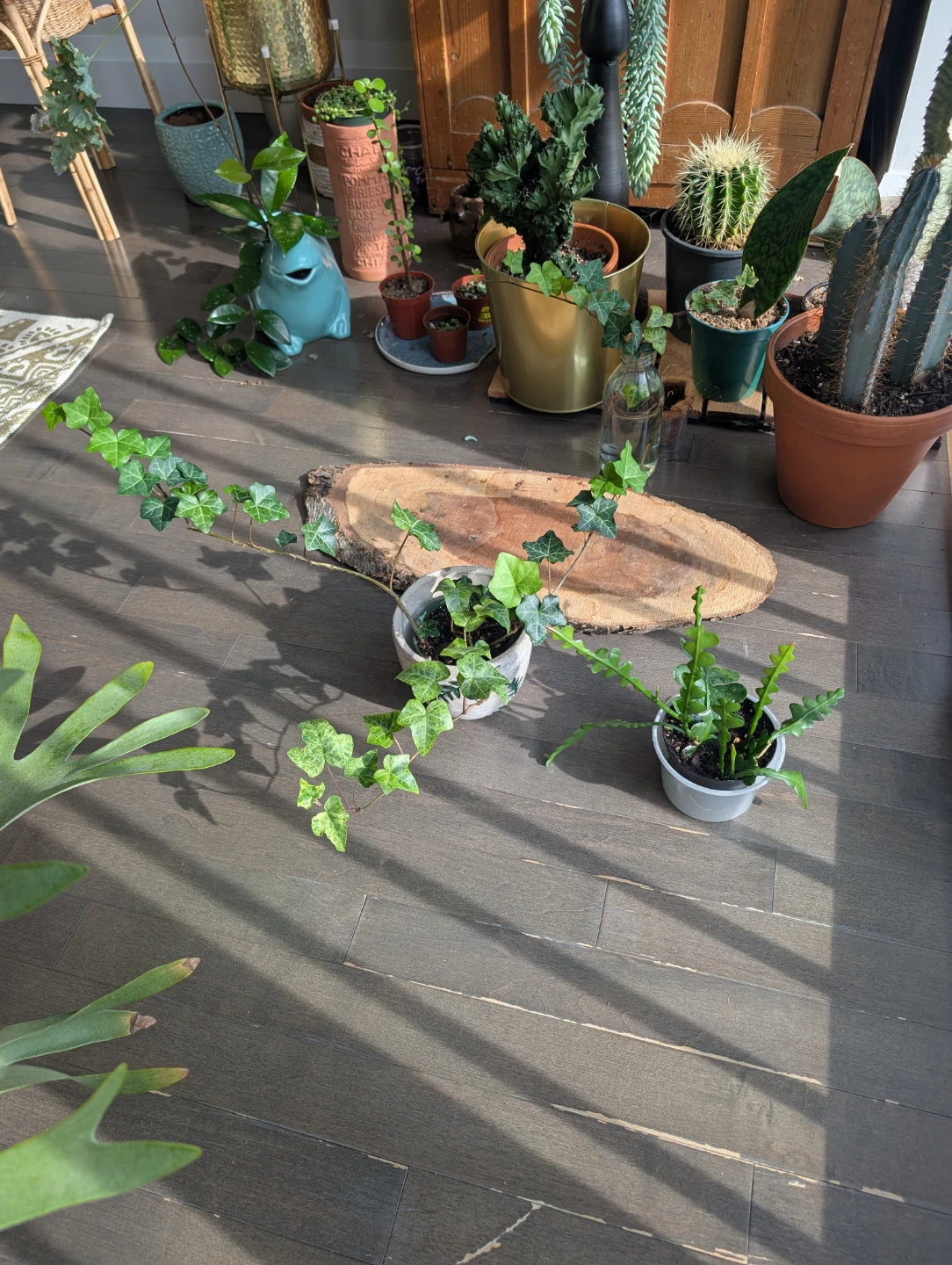 Houseplants - kitchener
