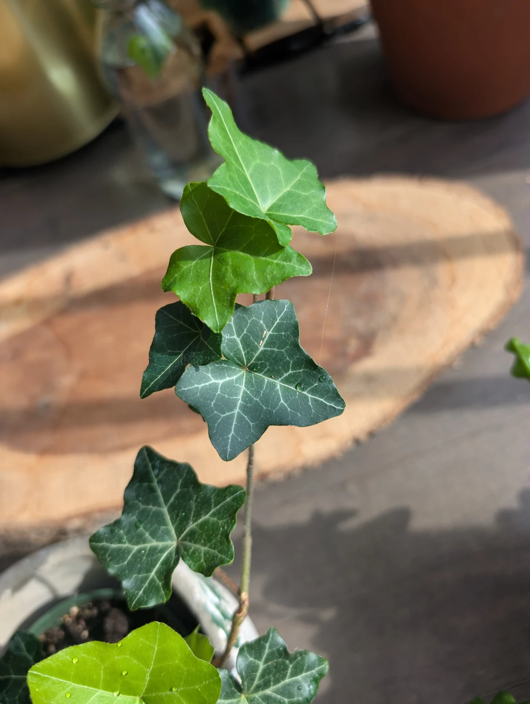 Houseplants - kitchener - photo 2