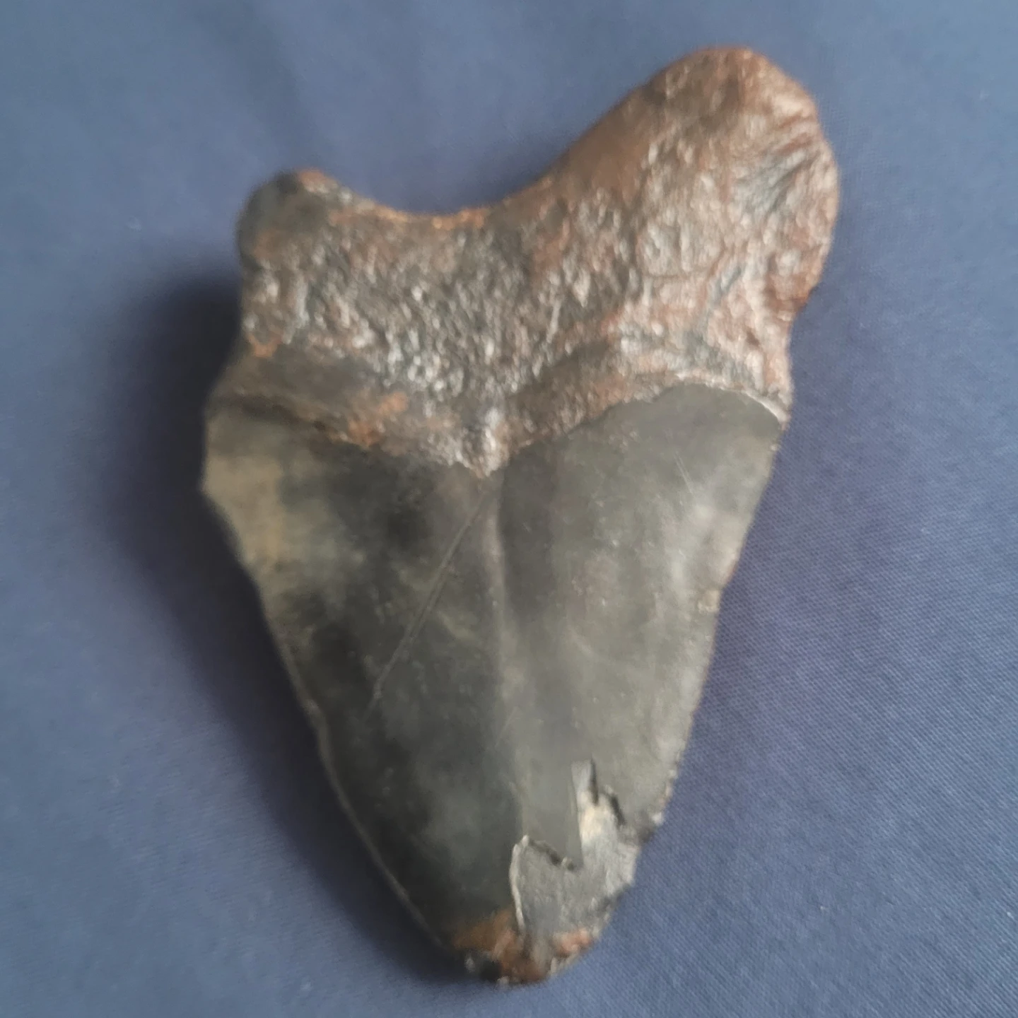 Fossilized Shark Tooth - photo 2