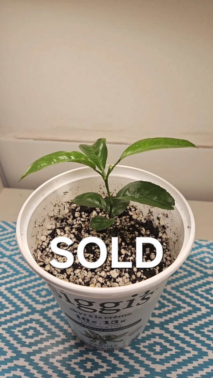Mandarin Orange Seedlings - photo 5