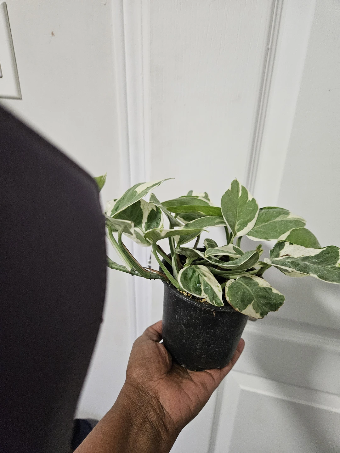 Pothos Plant in 4"Pot