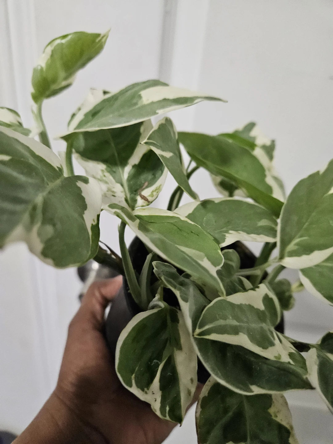 Pothos Plant in 4"Pot - photo 2